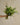 Ramo verdes naturales